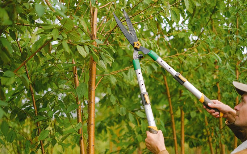 Tree trimming in Mayfield, UT